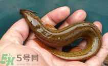 泥鰍死了還能吃嗎？死泥鰍能不能吃？