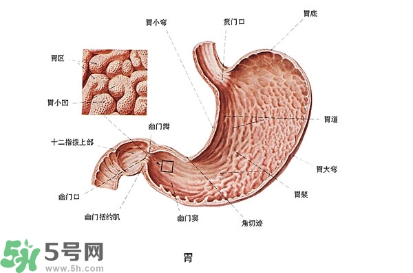 防胃癌的食物有哪些？多吃什么預(yù)防胃癌？