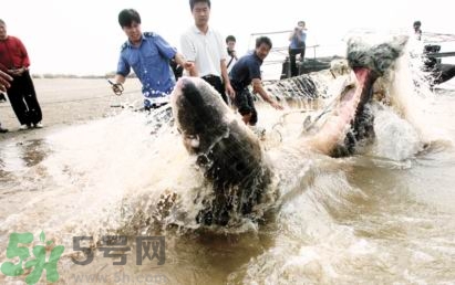 發(fā)洪水怎么抓魚？發(fā)洪水時(shí)的抓魚方法