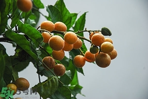 孕婦能吃黃皮果嗎？孕婦吃黃皮果好嗎？