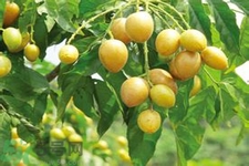 黃皮果是熱性還是涼性？黃皮果是涼性嗎？