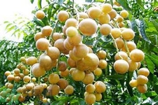 黃皮果果核可以吃嗎？黃皮果果核有什么功效？