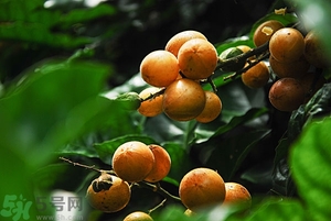 孕婦能吃黃皮果嗎？孕婦吃黃皮果好嗎？