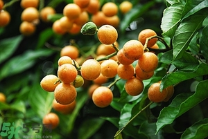 孕婦能吃黃皮果嗎？孕婦吃黃皮果好嗎？