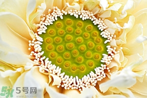 蓮蓬是什么東西？蓮蓬是什么顏色的？