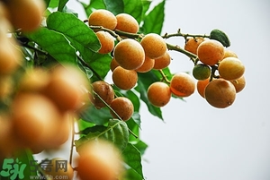 孕婦能吃黃皮果嗎？孕婦吃黃皮果好嗎？