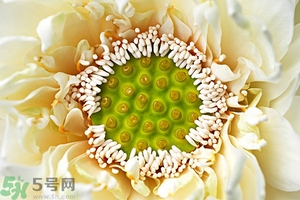 蓮蓬是什么東西？蓮蓬是什么顏色的？