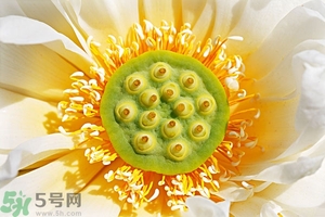 蓮蓬可以多吃嗎？蓮子吃多了會怎樣？