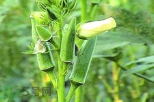 秋葵花可以吃嗎？秋葵花的做法