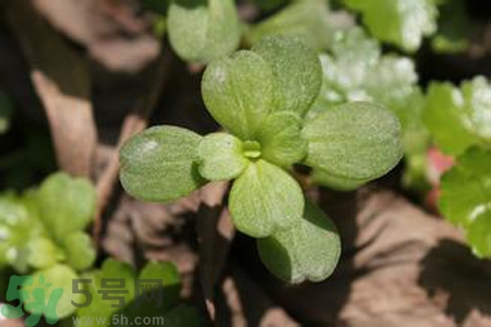 馬齒莧是不是發(fā)物？馬齒莧是發(fā)物嗎？