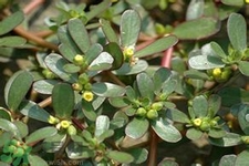 馬齒莧是不是發(fā)物？馬齒莧是發(fā)物嗎？