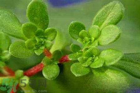 馬齒莧是不是發(fā)物？馬齒莧是發(fā)物嗎？