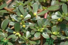 馬齒莧是酸性還是堿性？馬齒莧是堿性嗎？