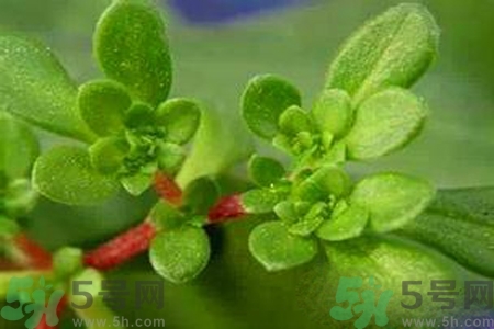 馬齒莧是酸性還是堿性？馬齒莧是堿性嗎？