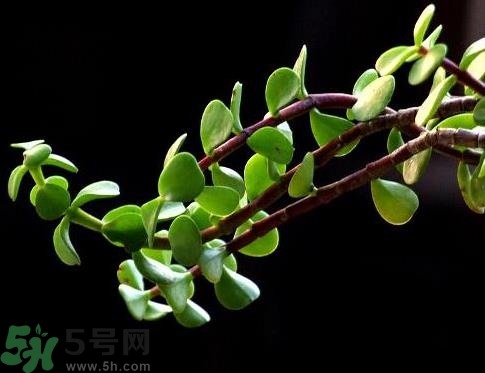 馬齒莧可以去痘痘嗎？馬齒莧敷臉去痘痘有什么副作用嗎？