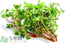 馬齒莧可以去痘痘嗎？馬齒莧敷臉去痘痘有什么副作用嗎？