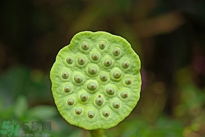 蓮蓬可以多吃嗎？蓮子吃多了會怎樣？