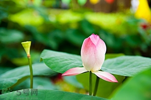 蓮蓬可以多吃嗎？蓮子吃多了會怎樣？