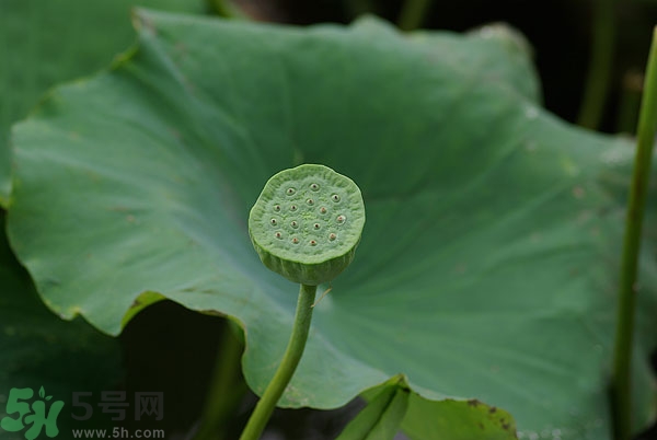 蓮子芯泡茶有什么功效？蓮子心的功效與作用