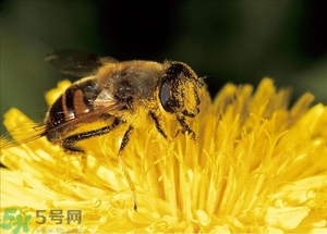 蜂蜜放久了有酒味是怎么回事？蜂蜜有酒味還能喝嗎？