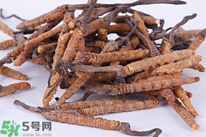 冬蟲夏草是怎么形成的？冬蟲夏草是蟲子嗎？