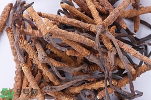 冬蟲夏草是怎么形成的？冬蟲夏草是蟲子嗎？
