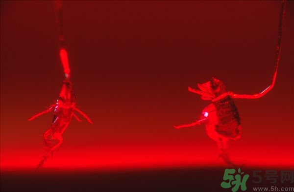 家里有跳蚤怎么快速去除？屋里有跳蚤怎么消滅掉？