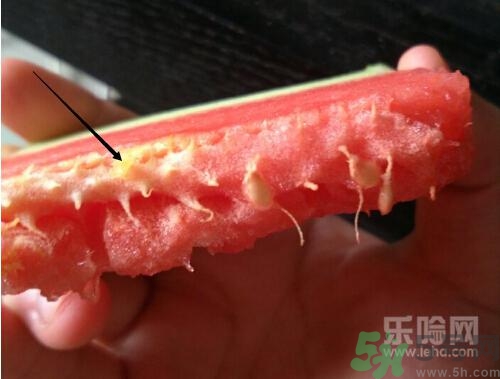 如何辨別催熟的西瓜？催熟的西瓜是什么樣的？