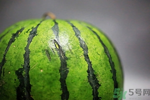 如何辨別催熟的西瓜？催熟的西瓜是什么樣的？