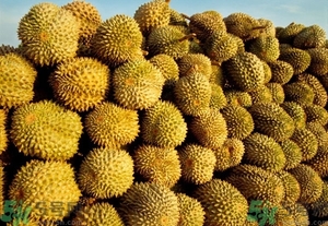 榴蓮能放冰箱嗎？榴蓮放在冰箱能保存幾天？