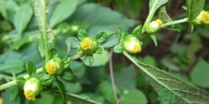 鹿活草真的有嗎？鹿活草貴嗎鹿活草哪里有？