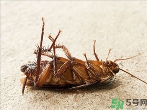 家里有蟑螂怎么辦能除根嗎？家里有蟑螂怎樣能徹底消滅？