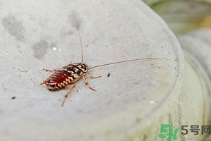 家里有蟑螂怎么辦能除根嗎？家里有蟑螂怎樣能徹底消滅？