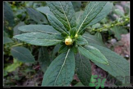 鹿活草多少錢？鹿活草有什么用？