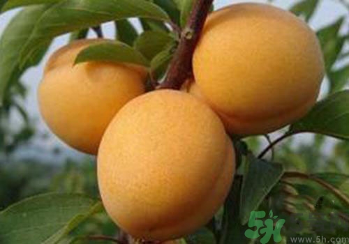 杏子上有黑點(diǎn)是怎么回事？杏子上有斑點(diǎn)可以吃嗎？