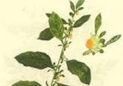 鹿活草多少錢？鹿活草有什么用？