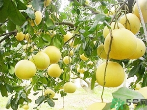 柚子的瓤是紅色正常嗎？柚子里面是紅色的能吃嗎？