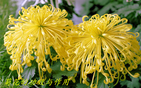 菊花茶適合長(zhǎng)期喝嗎 菊花茶多久喝一次好