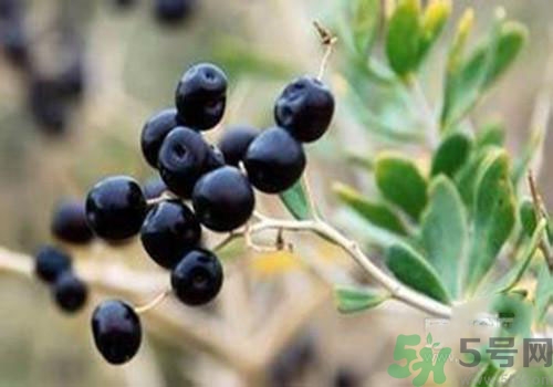 黑枸杞可以壯陽(yáng)嗎？黑枸杞壯陽(yáng)效果怎么樣？