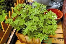 驅(qū)蚊草可以驅(qū)蚊嗎？驅(qū)蚊草有用嗎？