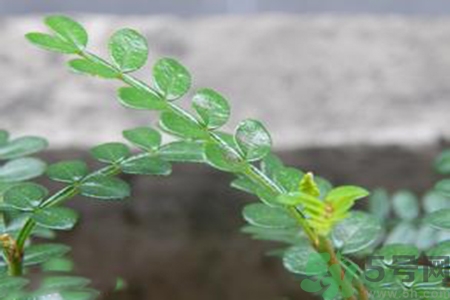 驅(qū)蚊草可以驅(qū)蚊嗎？驅(qū)蚊草有用嗎？