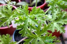 驅(qū)蚊草可以驅(qū)蚊嗎？驅(qū)蚊草有用嗎？