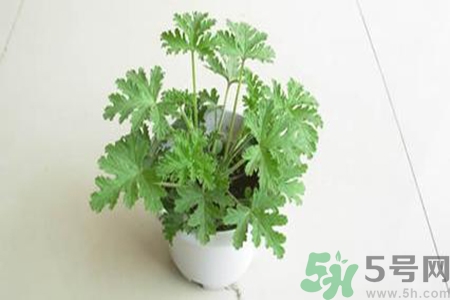 驅(qū)蚊草孕婦可以聞嗎？驅(qū)蚊草對孕婦有害嗎？