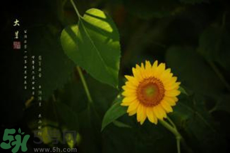 大暑吃什么水果？大暑吃什么水果養(yǎng)生？