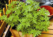驅(qū)蚊草孕婦可以聞嗎？驅(qū)蚊草對(duì)孕婦有害嗎？