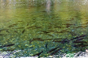 洪水里的魚能吃嗎？洪水里的魚可不可以吃？