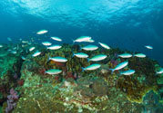 洪水里的魚(yú)能吃嗎？洪水里的魚(yú)可不可以吃？