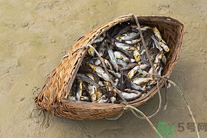 洪水里的魚能吃嗎？洪水里的魚可不可以吃？