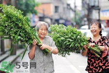 夏天可以用艾草驅(qū)蚊嗎？夏天可不可以用艾草驅(qū)蚊？