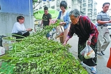 夏天可以用艾草驅(qū)蚊嗎？夏天可不可以用艾草驅(qū)蚊？